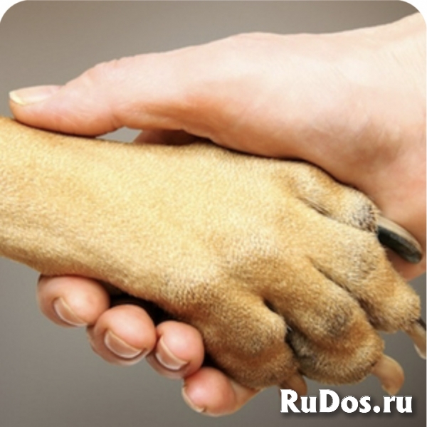 Юридические споры с Ветеринарными клиниками в С-Петербурге и ЛО фото
